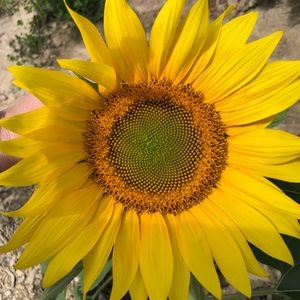 Meet your Posher, Omayra